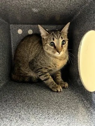 A young medium-sized female Domestic Short Hair cat named Geranium for adoption in Irving, TX