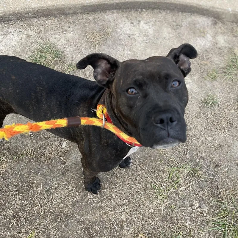 An adult medium-sized female Brown / Chocolate Mixed Breed dog named Lizzy Bennet for adoption in St. Louis, MO