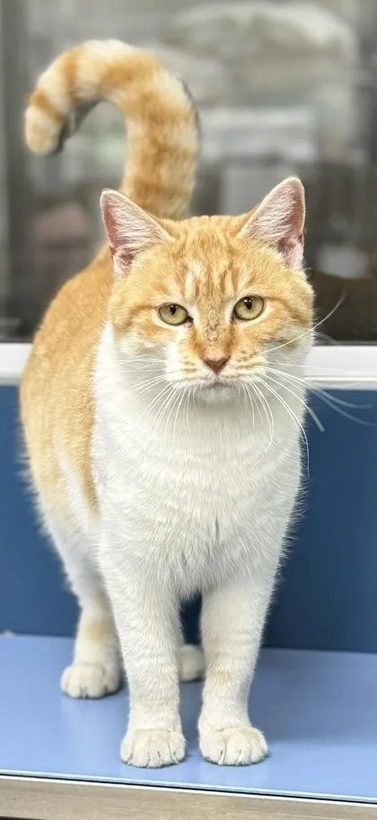 A young small-sized female Domestic Short Hair cat named Cagney for adoption in Wilkesboro, NC