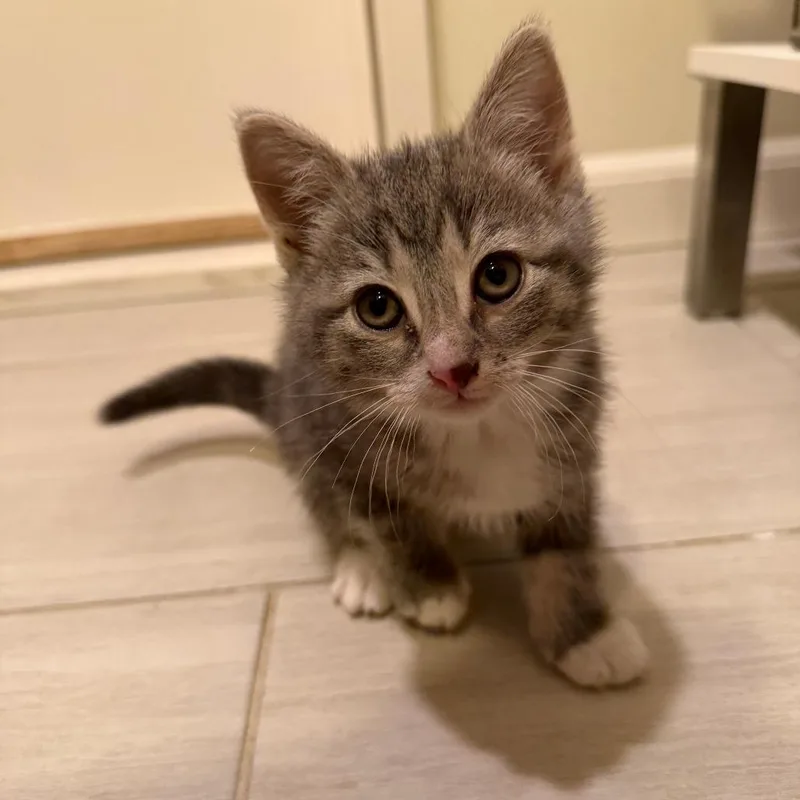A baby small-sized male Gray / Blue / Silver Domestic Short Hair cat named Rabbit Snail for adoption in Baltimore, MD