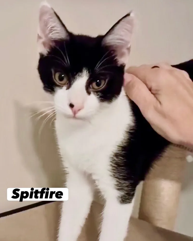 Spitfire