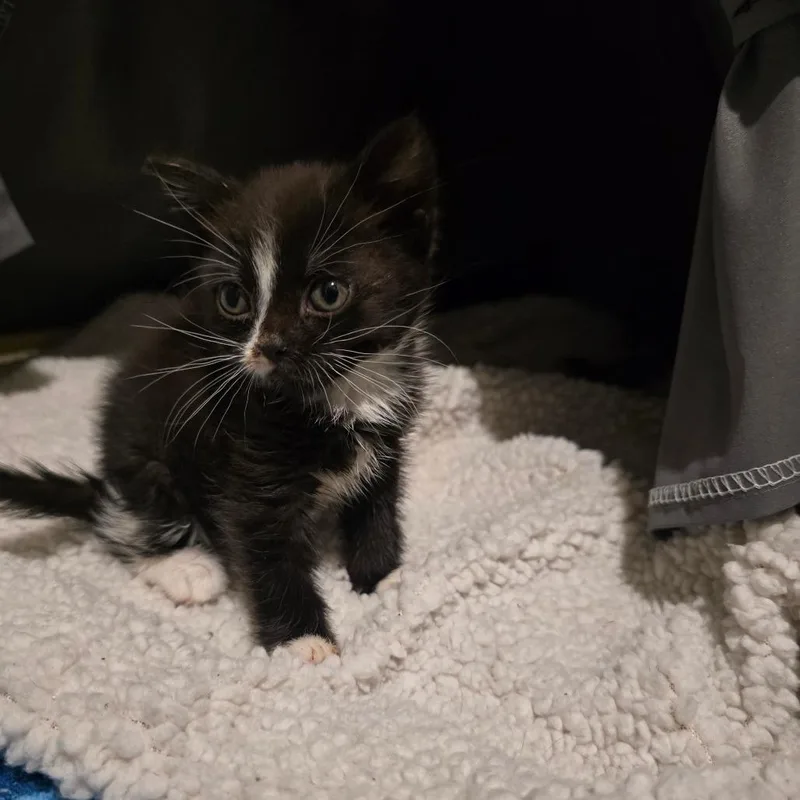 A baby small-sized female Domestic Short Hair cat named Reisling for adoption in Pasadena , MD