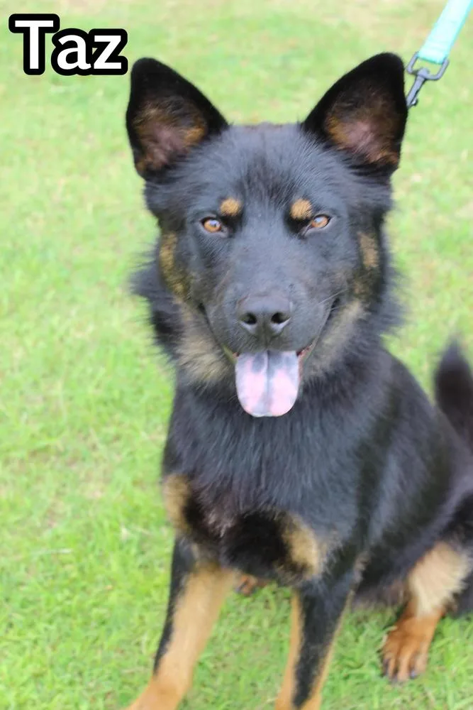 An adult large-sized male Black Australian Kelpie dog named Taz for adoption in Tulsa, OK