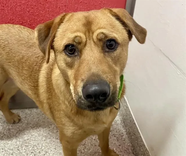 A young large-sized male Labrador Retriever dog named Dusty James for adoption in Tucson, AZ