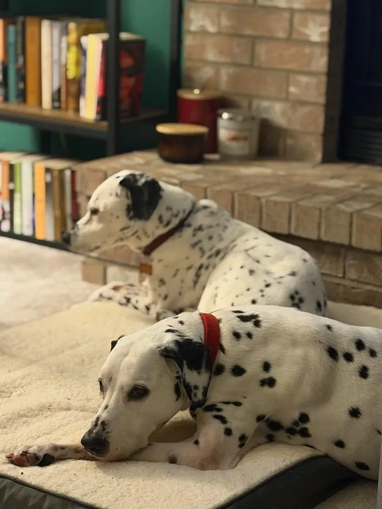 A senior medium-sized male Dalmatian dog named Checkers  Camo for adoption in Minneapolis, MN