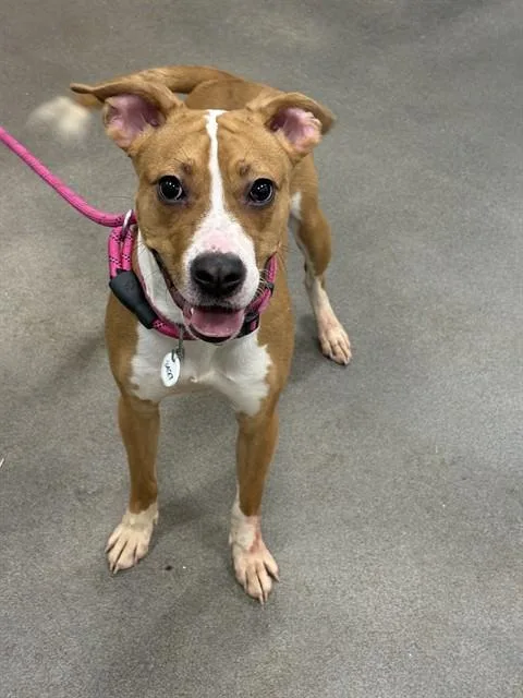 An adult large-sized female Pit Bull Terrier dog named Coral for adoption in Upper Marlboro, MD