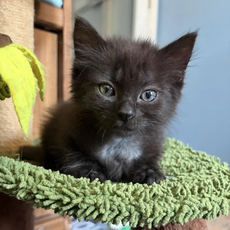 A baby small-sized male Black Domestic Short Hair cat named Dumpurrdore for adoption in Fayetteville, GA
