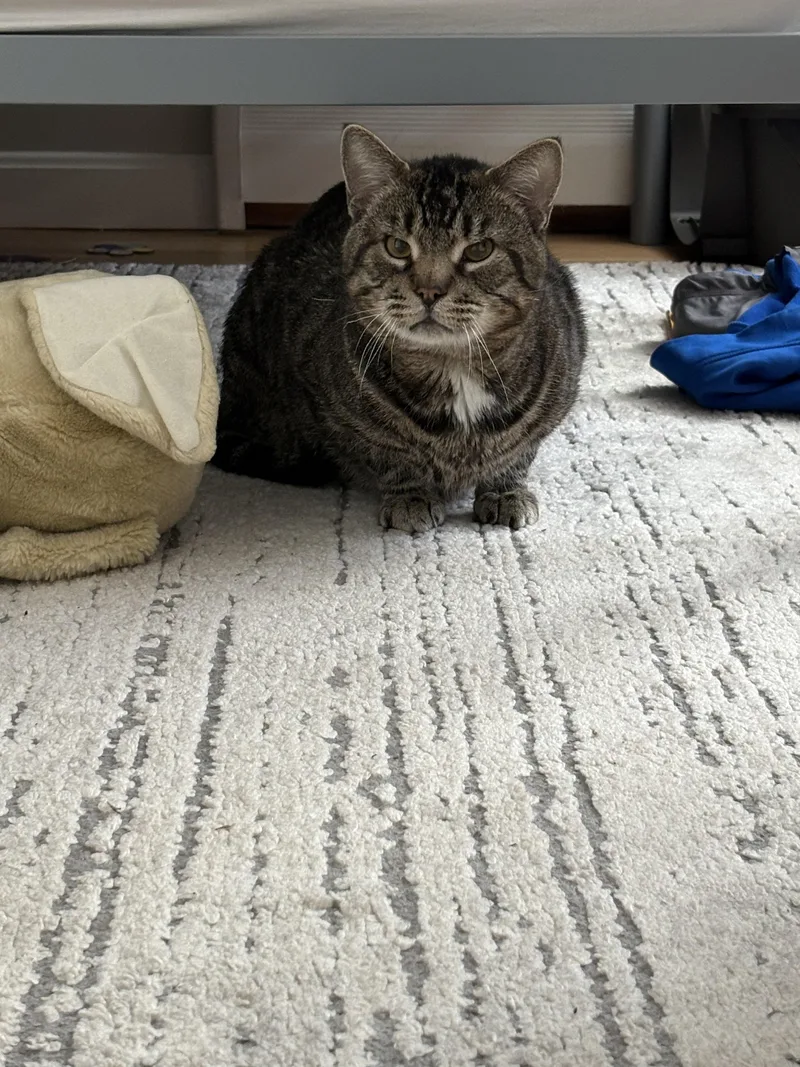 An adult medium-sized male Domestic Short Hair cat named Thud Looking For A for adoption in Manchester, NH