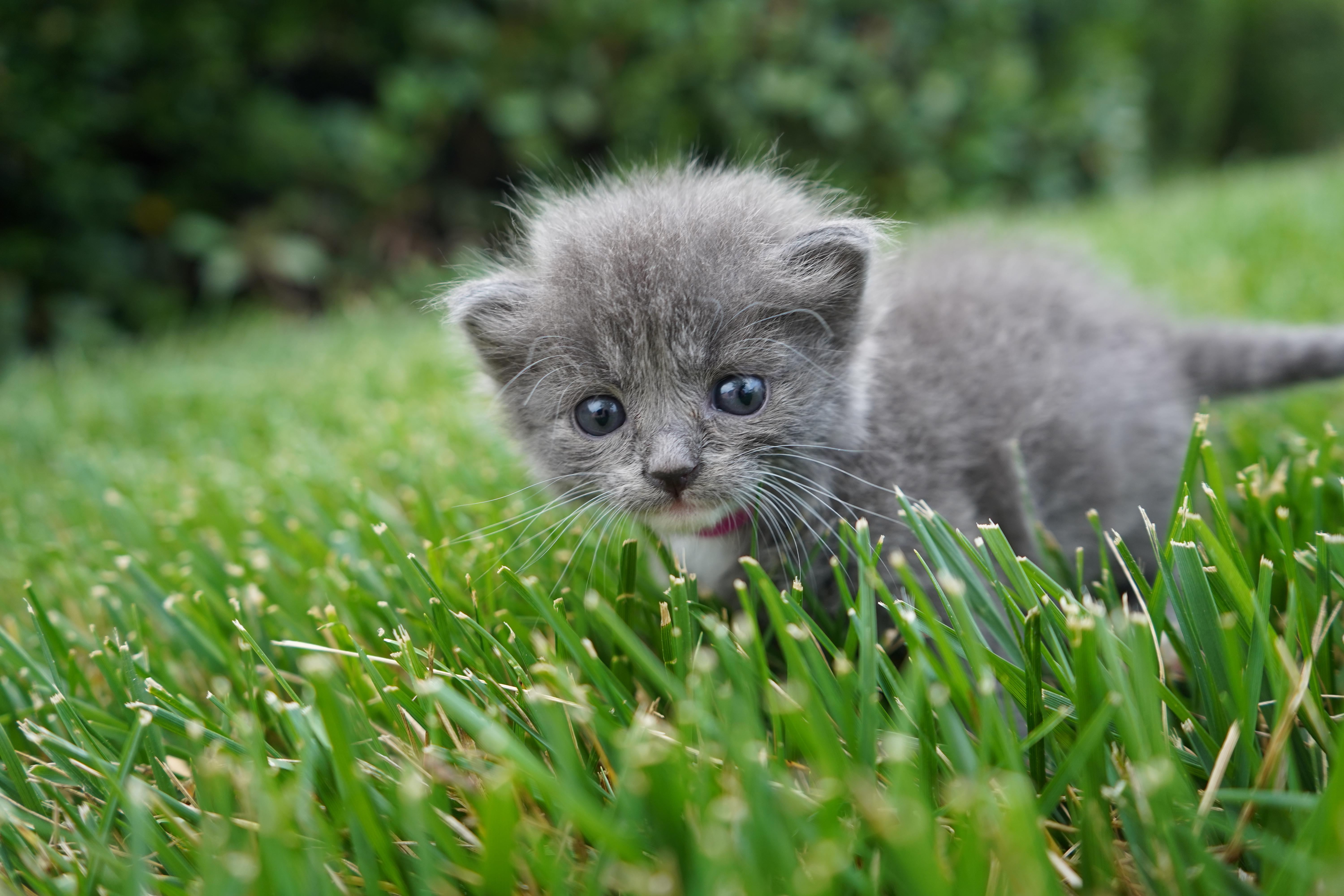 A baby medium-sized female Domestic Short Hair cat named Thea for adoption in Suffolk, VA
