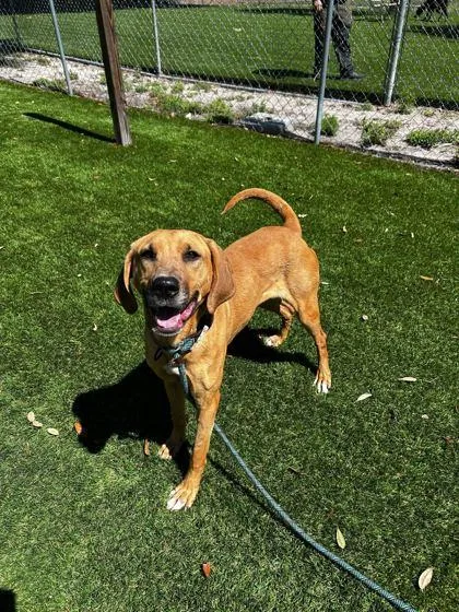An adult large-sized female Hound dog named Vek for adoption in Daytona Beach, FL