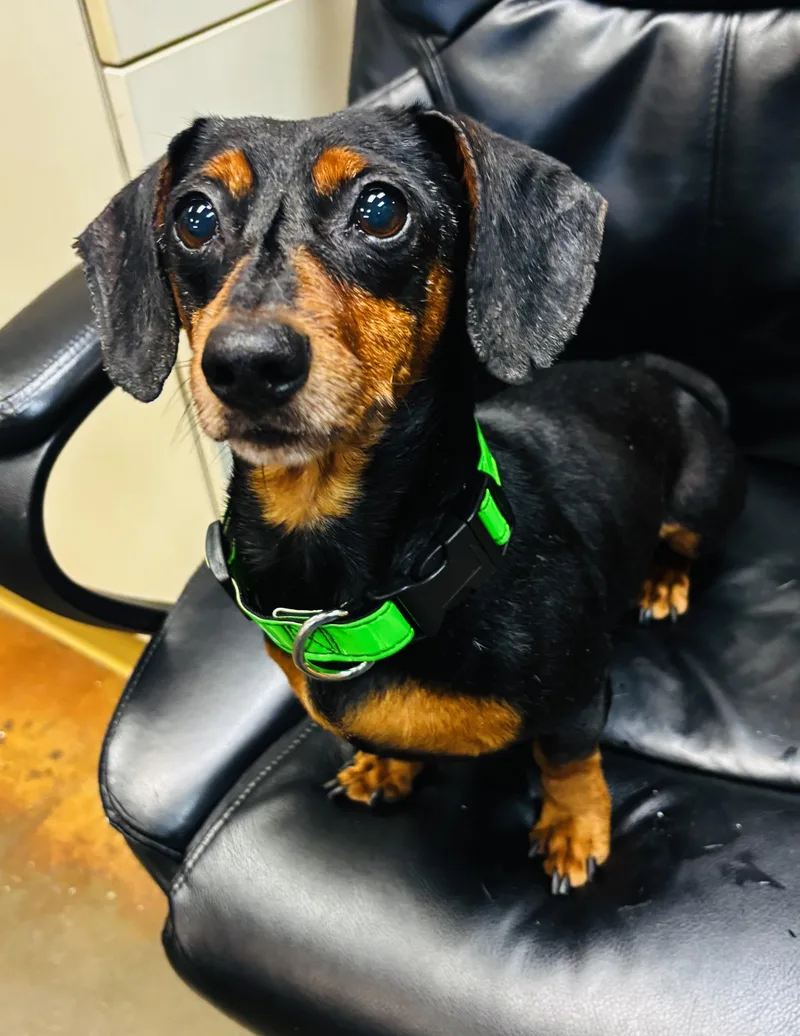 An adult small-sized male Bicolor Dachshund dog named Buddie for adoption in Council Bluffs, IA