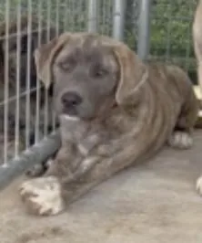 A baby extra large-sized male Brindle Anatolian Shepherd dog named Kendrick Lamar for adoption in Boulder, CO