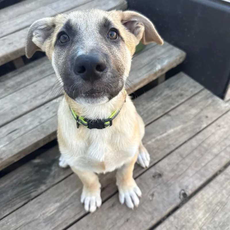 A young medium-sized male Yellow / Tan / Blond / Fawn Mixed Breed dog named Basil for adoption in Leander, TX