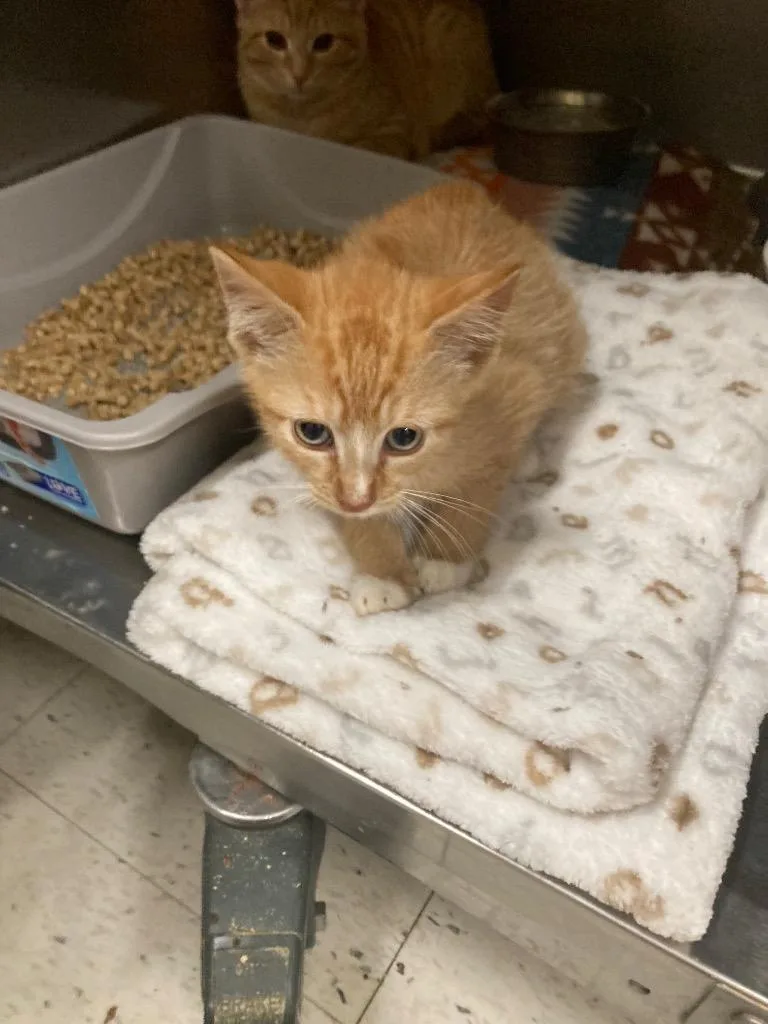 A baby small-sized male Domestic Short Hair cat named Shane for adoption in Meriden, CT