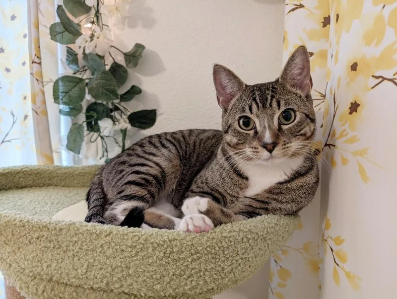 A baby medium-sized male Tabby (Brown / Chocolate) Domestic Short Hair cat named Glenn With  N's for adoption in Beaverton, OR