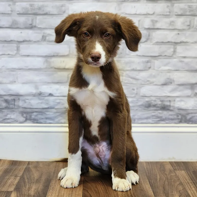 A baby medium-sized male Shepherd dog named Coca for adoption in Montgomery, AL