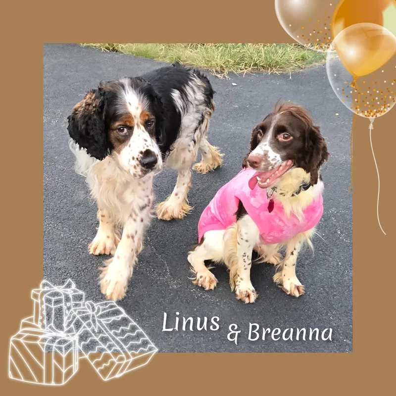 An adult medium-sized male Brown / Chocolate English Springer Spaniel dog named Linus for adoption in Fredericksburg, VA