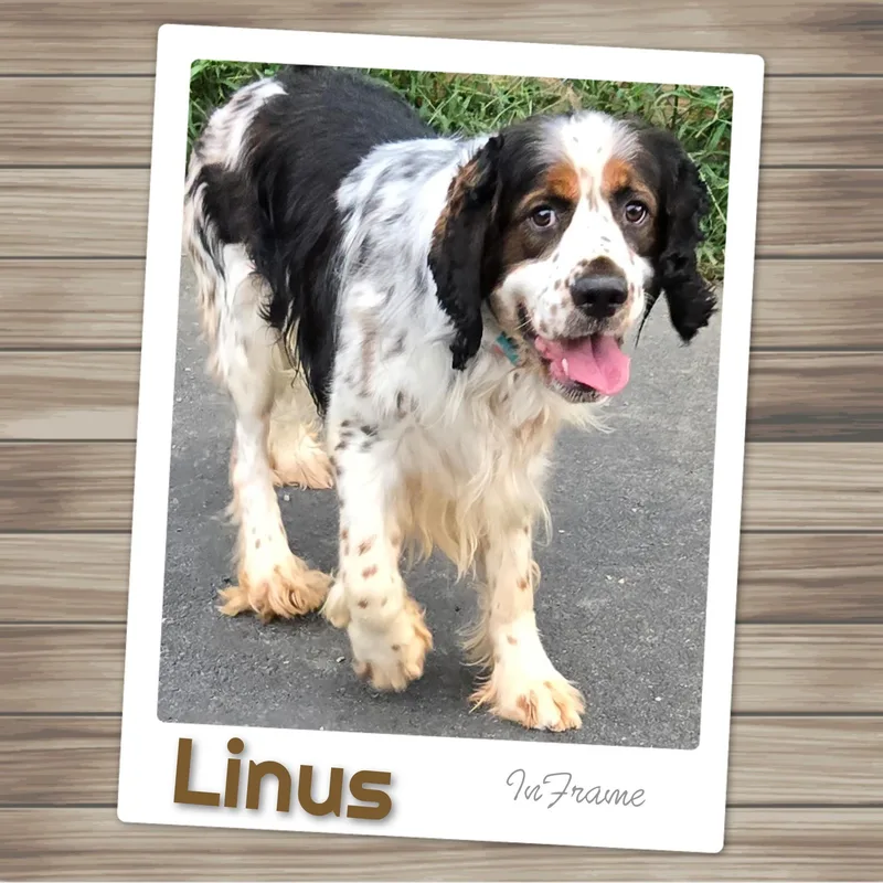 Linus thumbnail 5