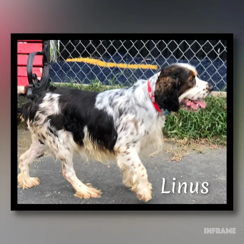 Linus thumbnail 6