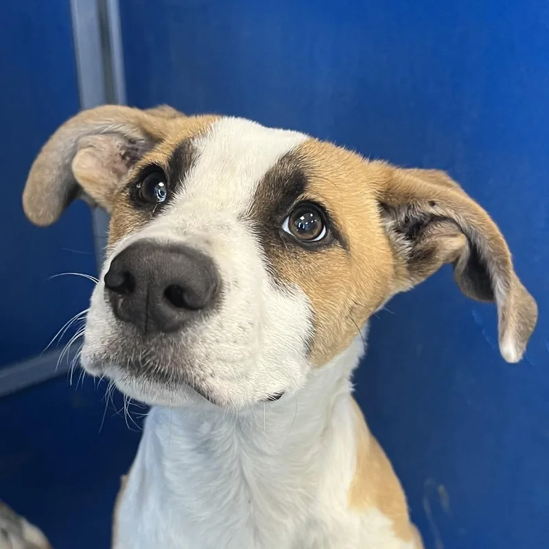 A baby medium-sized female White / Cream Mixed Breed dog named Coralline for adoption in Las Cruces, NM