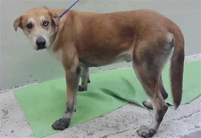 An adult extra large-sized male Akita dog named Jasper for adoption in Houston, TX