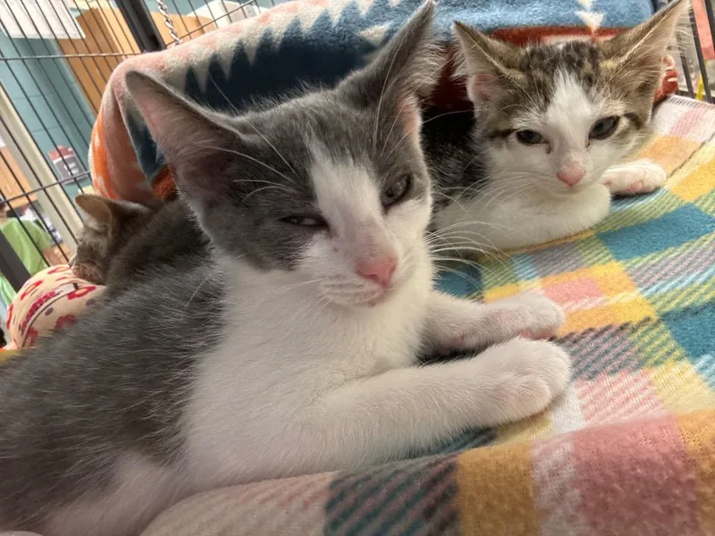 A baby small-sized male Domestic Short Hair cat named Canyon for adoption in Johnson City, TN