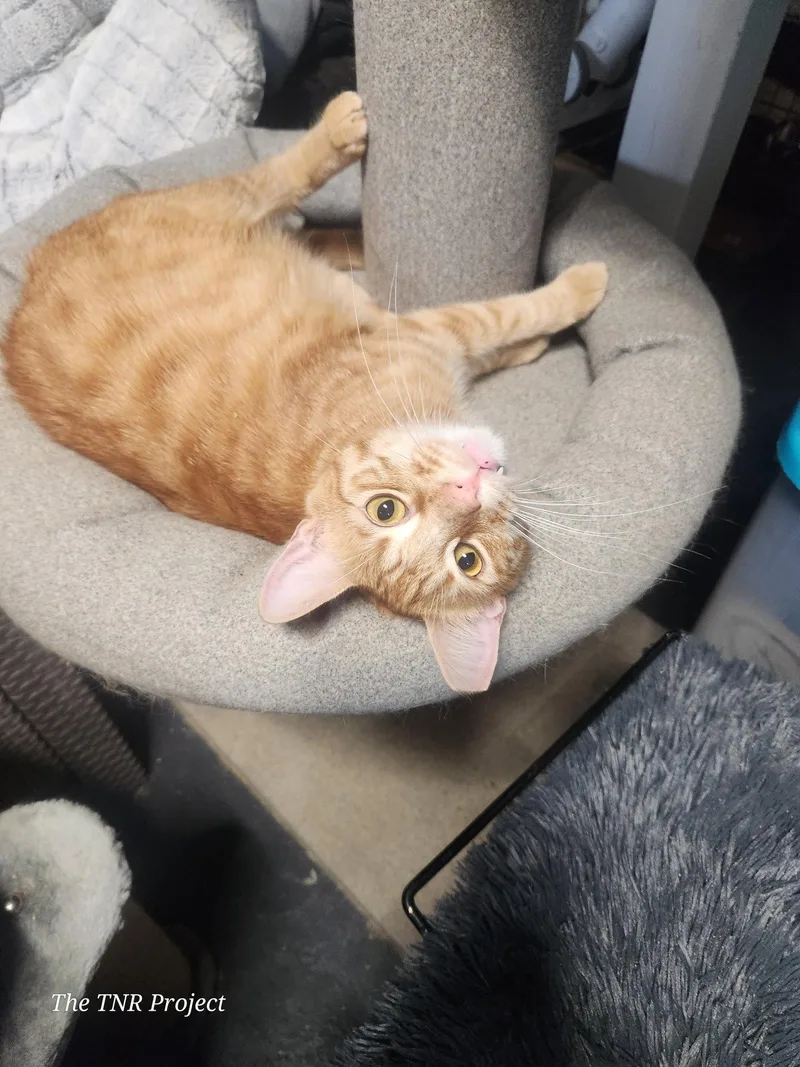 An adult large-sized male Tabby (Orange / Red) Tabby cat named Cyrus for adoption in Monrovia, CA