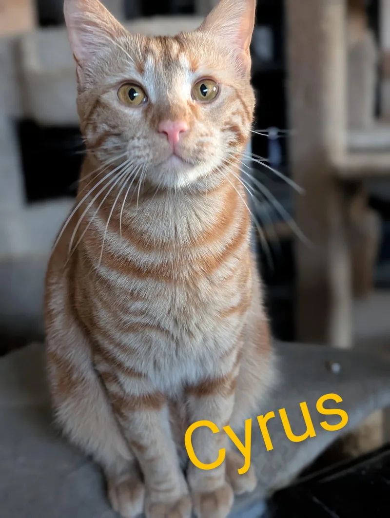 Cyrus thumbnail 3