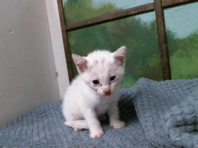 A baby small-sized female Domestic Short Hair cat named Bubbly for adoption in Houston, TX