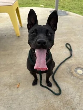 An adult medium-sized female Terrier dog named Onyx for adoption in Honolulu, HI