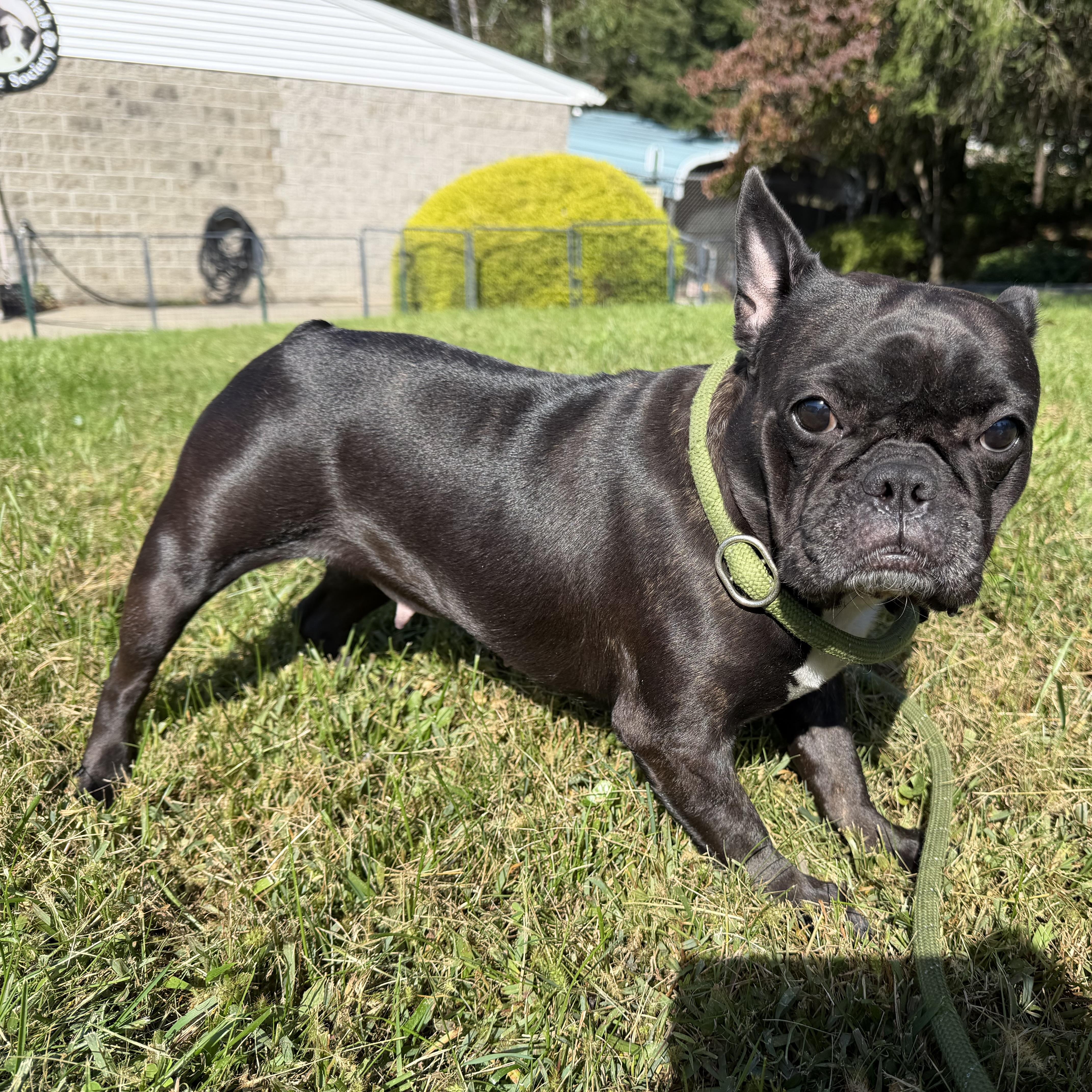 A young medium-sized female Brindle French Bulldog dog named Gwen for adoption in Latrobe, PA