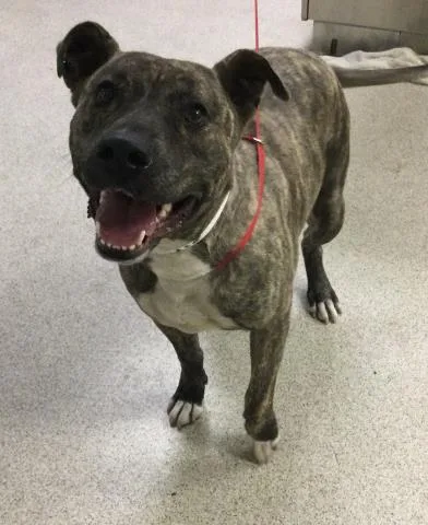 An adult large-sized female Pit Bull Terrier dog named Thumbelina for adoption in Riverside, CA