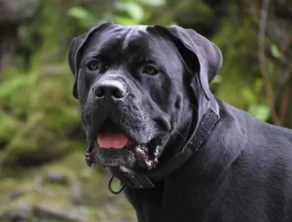 An adult large-sized male Black Mixed Breed dog named Pretty Boy for adoption in West Swanzey, NH