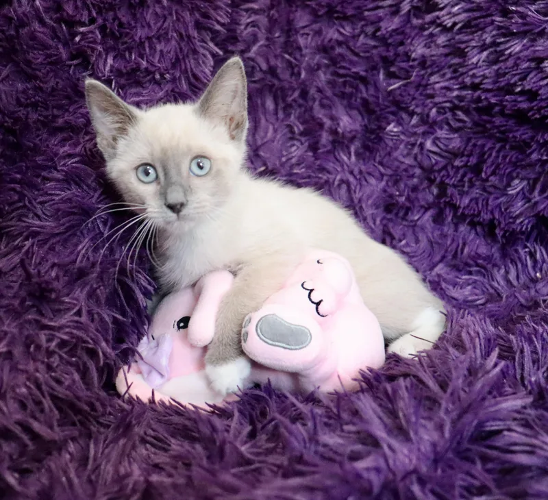A baby medium-sized female Blue Point Siamese cat named Brandy for adoption in Saint Augustine, FL