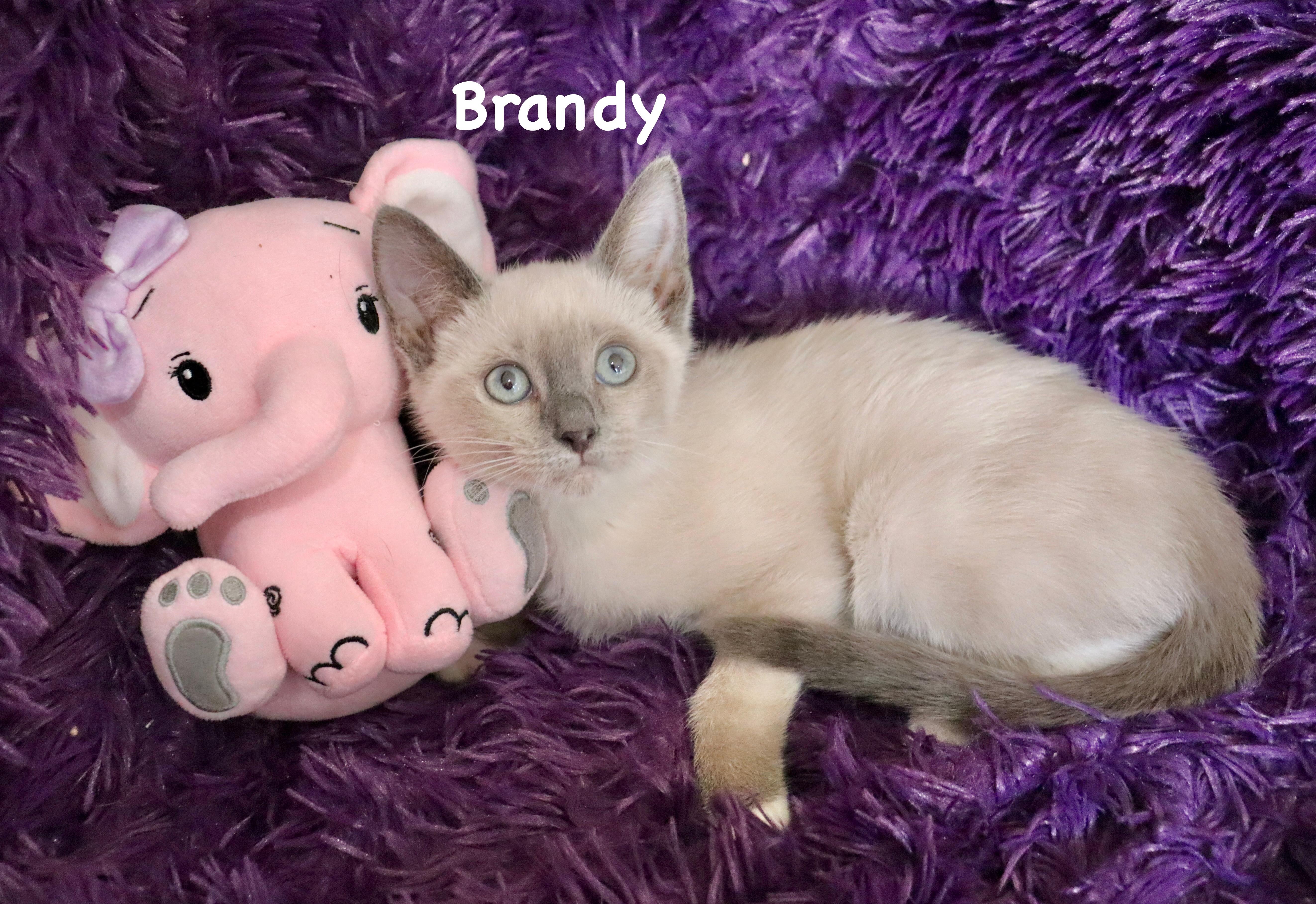 Brandy thumbnail 4