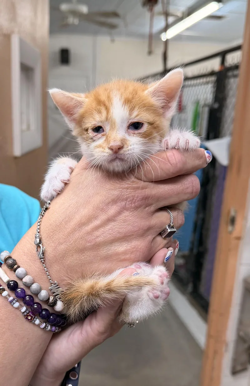A baby medium-sized male Orange & White Domestic Short Hair cat named Nacho for adoption in Sanford, NC