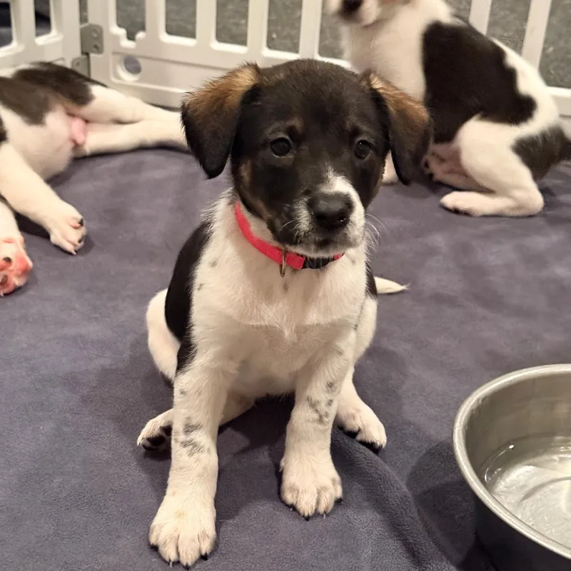 A baby medium-sized female Tricolor (Brown, Black, & White) German Shorthaired Pointer dog named Holstein for adoption in Spring hill, TN