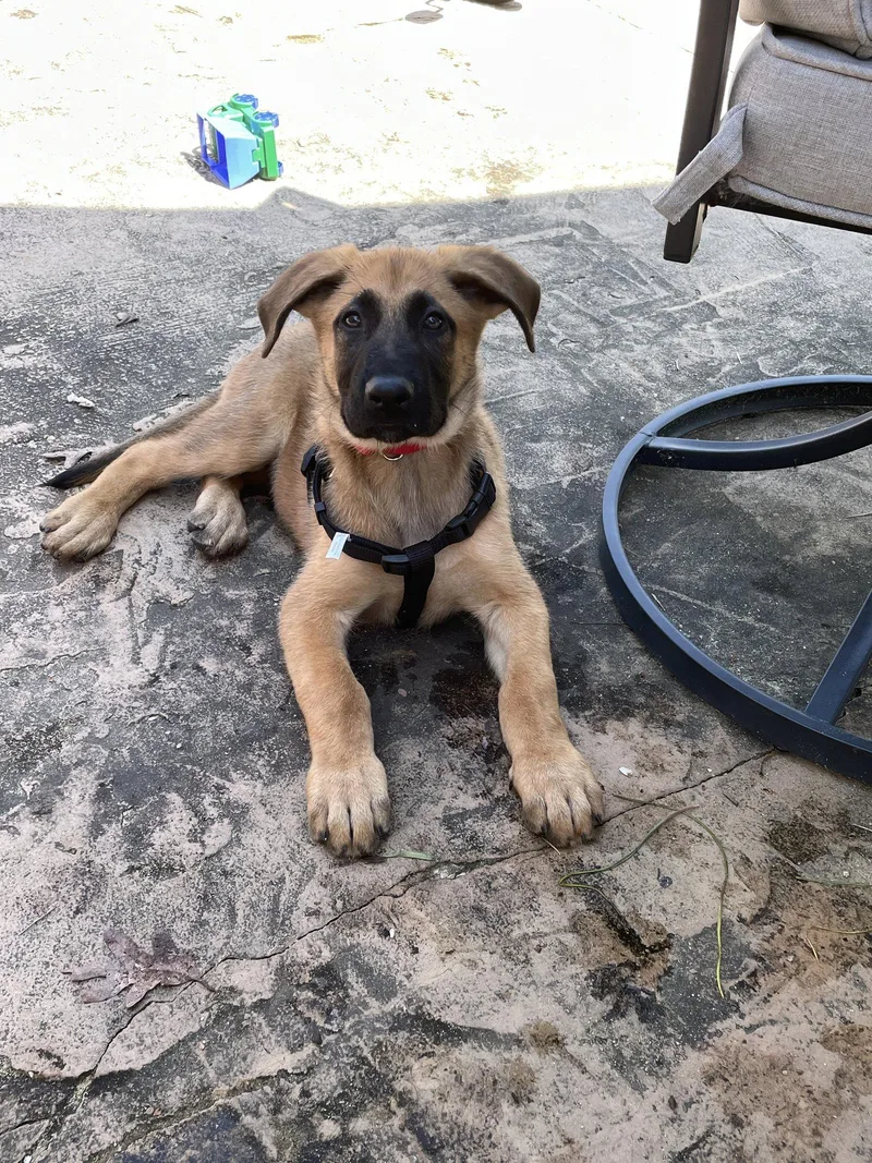 A baby medium-sized male German Shepherd Dog dog named Pretzel for adoption in Centreville, VA