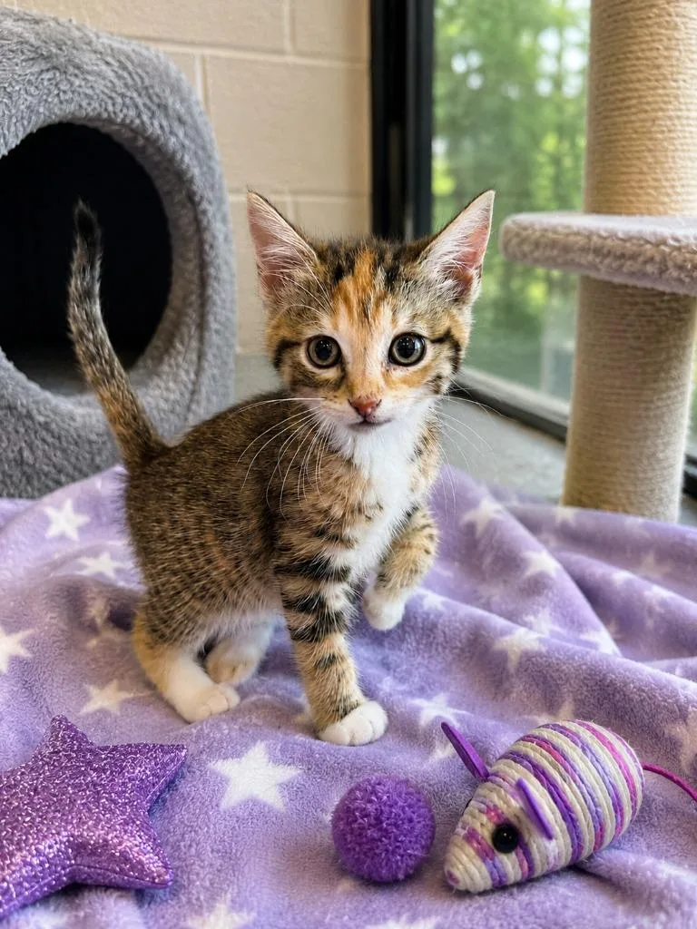A baby small-sized female Domestic Medium Hair cat named Aurora for adoption in East Ridge, TN