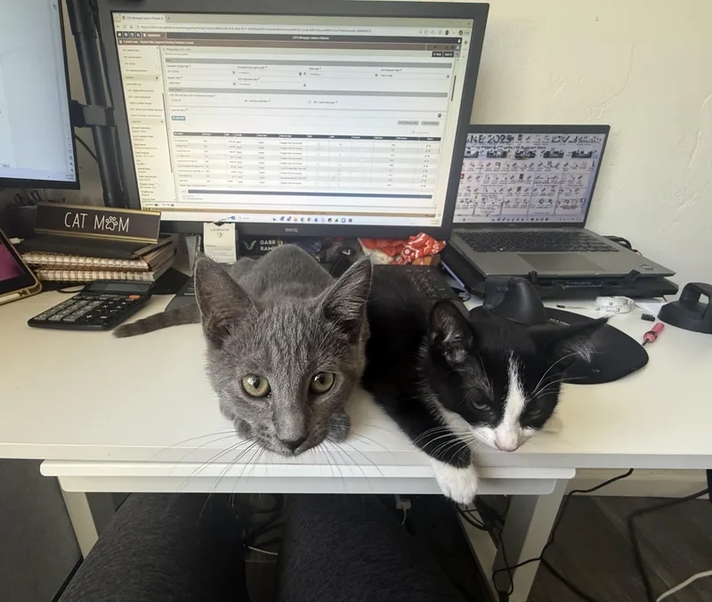 A baby large-sized male Gray / Blue / Silver Domestic Short Hair cat named Concrete for adoption in Norco, CA