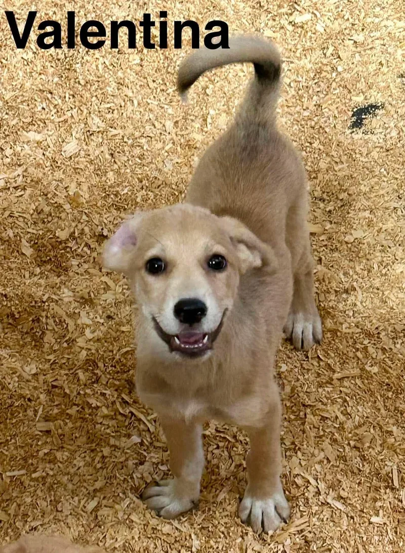 A baby large-sized female Labrador Retriever dog named Valentina for adoption in New Baltimore, MI