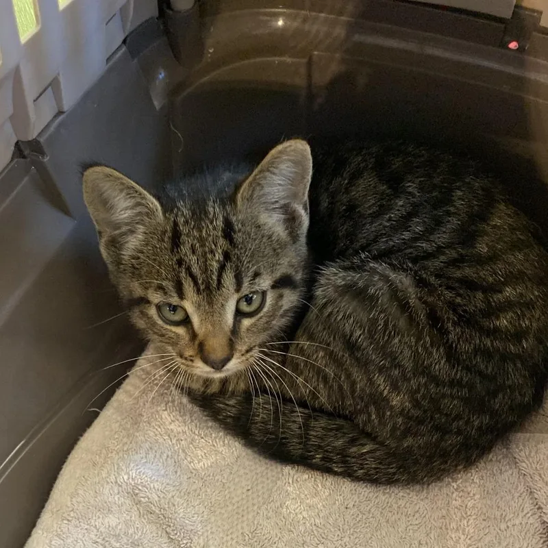 A baby small-sized female Brown / Chocolate Domestic Short Hair cat named Fiona for adoption in Lynchburg, VA