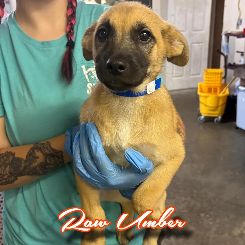 A baby medium-sized male Shepherd dog named Raw Umber for adoption in Hillsboro, OH