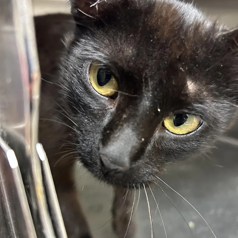 An adult medium-sized male Black Domestic Short Hair cat named Groot for adoption in Ottawa, KS