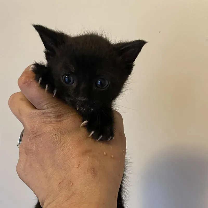 A baby small-sized male Black Domestic Short Hair cat named Dave for adoption in Bel Air, MD