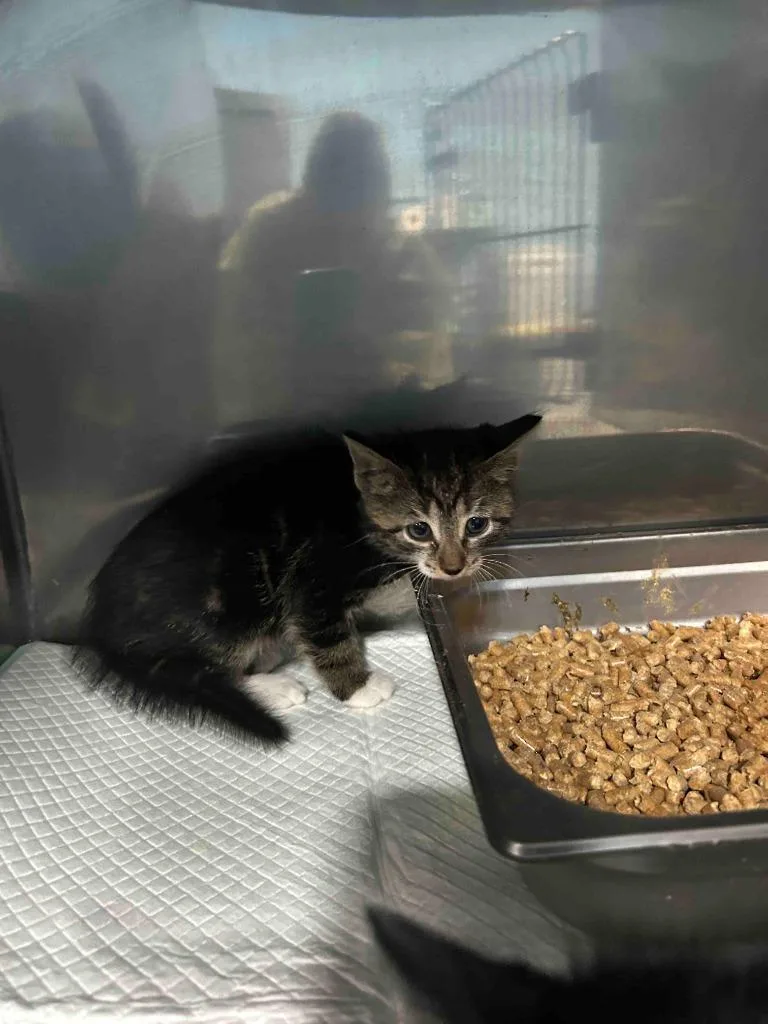 A baby small-sized male American Shorthair cat named Highway Man for adoption in Glen Rose, TX