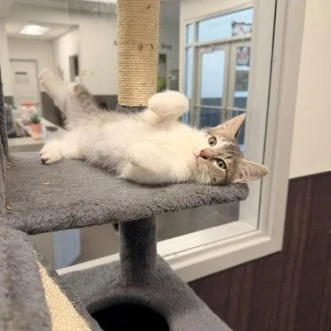 A young small-sized male Gray / Blue / Silver Domestic Short Hair cat named Lore for adoption in Horn Lake, MS