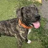 A young large-sized male Brindle Presa Canario dog named Pablo for adoption in Hilliard, OH