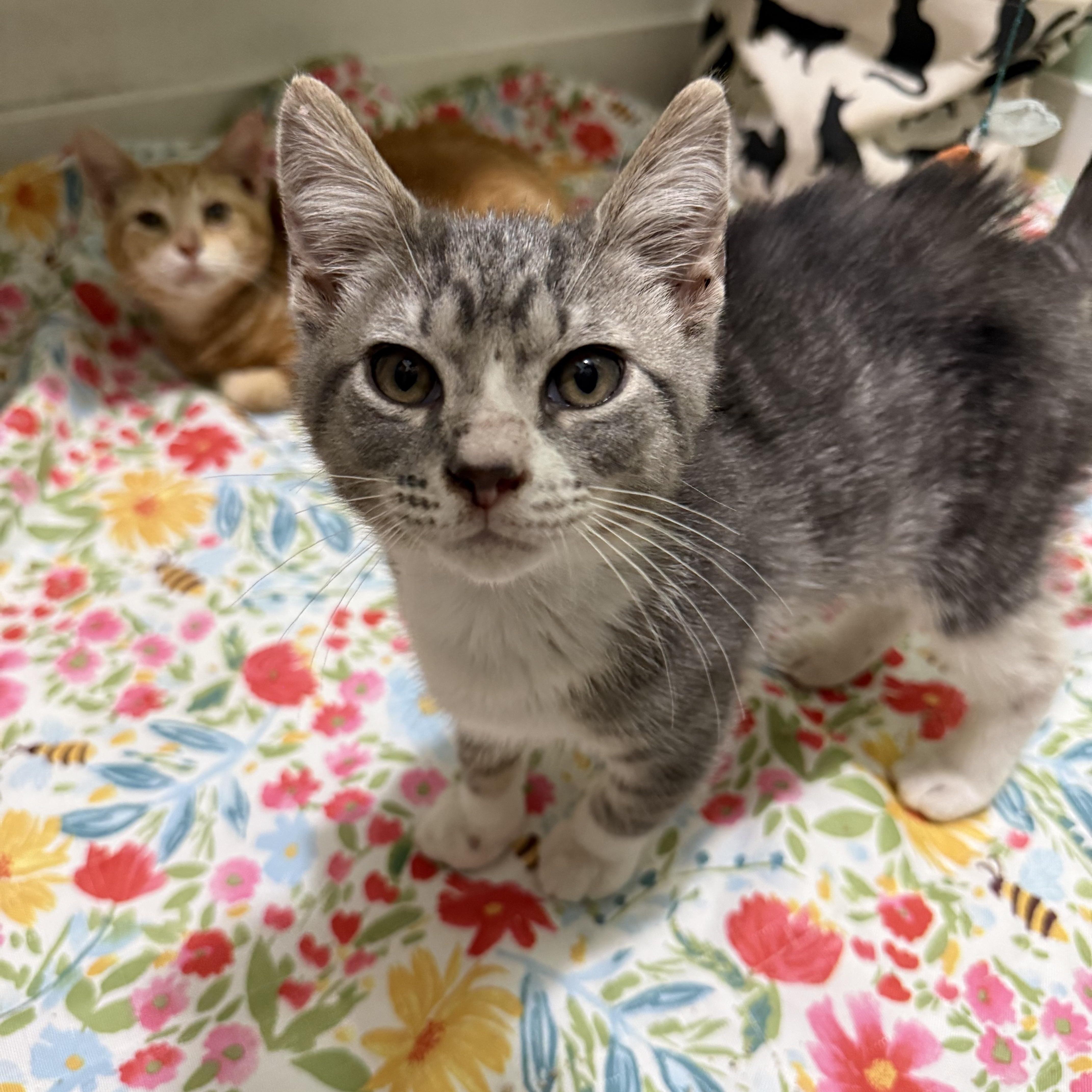 A baby small-sized male Gray & White Tabby cat named Cinco for adoption in Wanaque, NJ