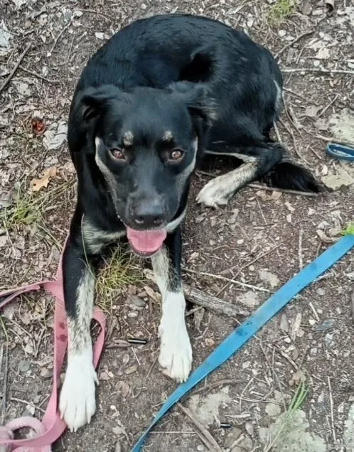 A young medium-sized female Bicolor Siberian Husky dog named Sadie for adoption in Houston, TX